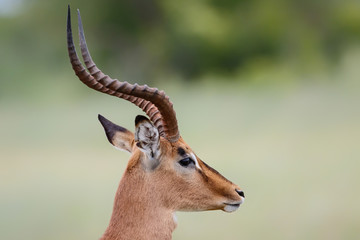 Portrait of a male impala in Kruger National Park in South Afrika in the green season