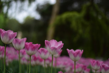 Obraz premium pink tulips in spring