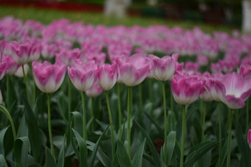 pink tulips in spring