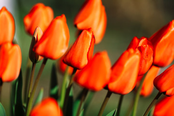 Fresh multicolor tulip flowers on the flowerbed against the background of green leaves and grass. Floral beauty of the spring season