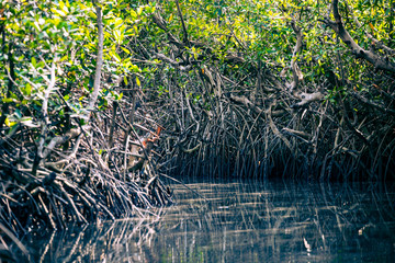 Gambia Mangroves. Kayaking in green mangrove forest in Gambia. Africa Natural Landscape.