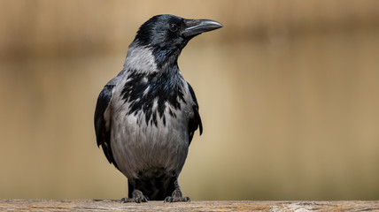 Krähe