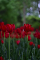 red tulip in springtime