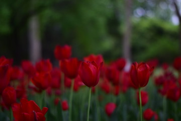 red tulip in springtime
