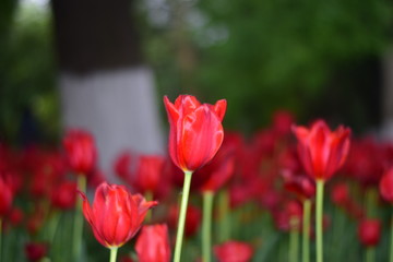 red tulip in springtime