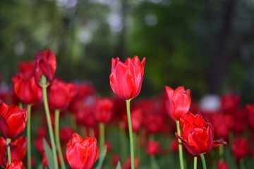 red tulip in springtime