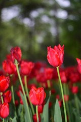 red tulip in springtime