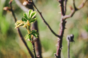 buds on a branch