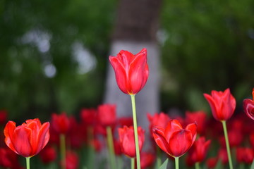 red tulip in springtime