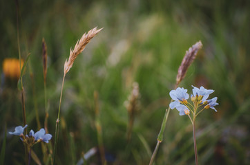 wild flowers in the field