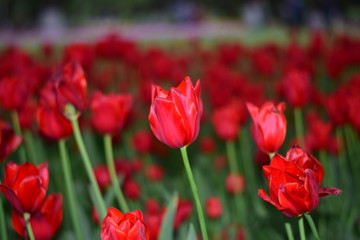 red tulip in springtime
