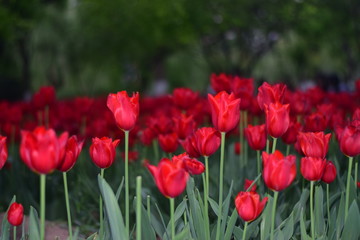 red tulip in springtime