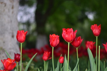 red tulip in springtime