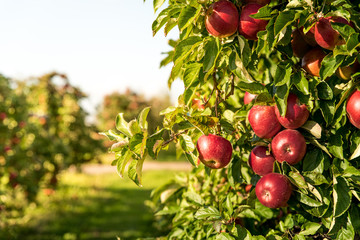 Bunch of organic red apples hanging on tree branches during sunrise, growing in an orchard. Ripe...
