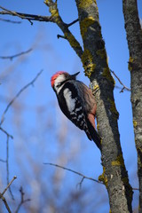 woodpecker