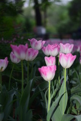 pink tulips in spring