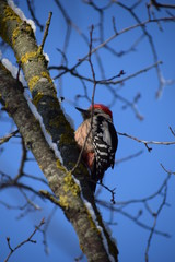 woodpecker