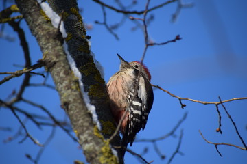 woodpecker