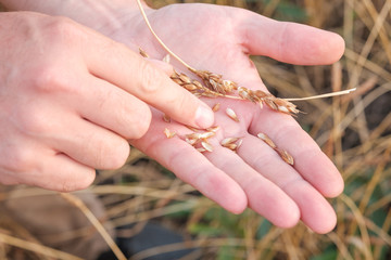 in the palm of your hand, you can see the wheat plucked from the field