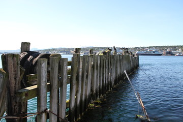 bird birds cormorants tromso troms&oslash;  water travel tourism sea coast nature port blue landscape sky harbor architecture europe boatship mountain summer bay view city beautifull and mark mediterranean v
