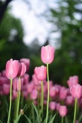 pink tulips in spring