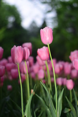 pink tulips in spring