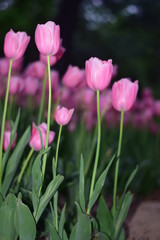pink tulips in spring