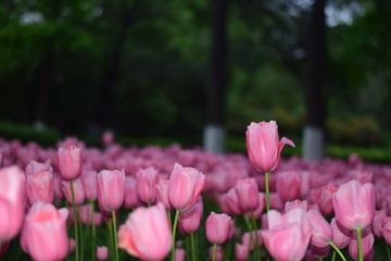 pink tulips in spring