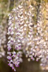 Spring lilac wisteria in the garden