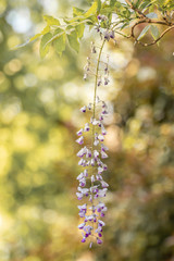spring wisteria flowers in the garden