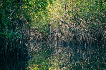 Gambia Mangroves. Kayaking in green mangrove forest in Gambia. Africa Natural Landscape.