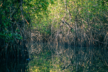 Obraz na płótnie Canvas Gambia Mangroves. Kayaking in green mangrove forest in Gambia. Africa Natural Landscape.