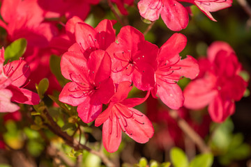 pink flowers