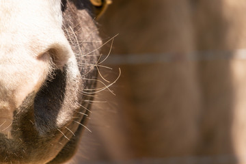 close up of a horse