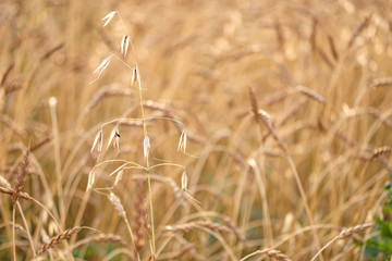 oats on the background of a farm field close-up