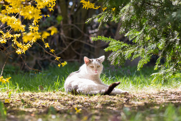 Fototapeta na wymiar biały kot leżący na ziemi pomiędzy kwitnącym krzewem forsycji, a krzewem cisu