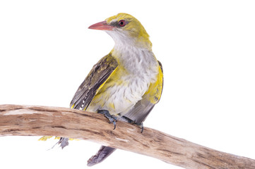 young oriole isolated on a white background.