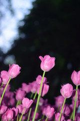 pink tulips in spring