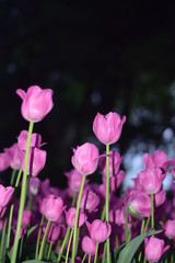 pink tulips in spring