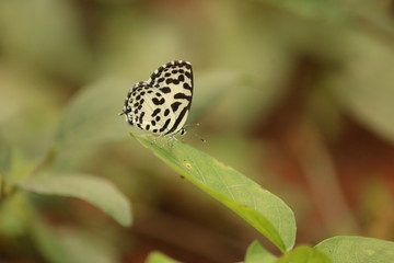 butterfly on a leaf
