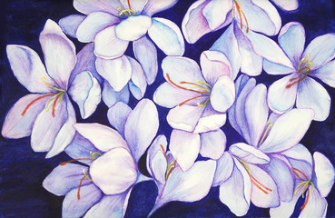 Crocuses purple flowers. Snowdrops 