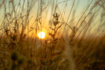 Obraz premium Wild oats and wheat at harvest, beautifully illuminated at sunset.