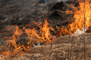The dry grass in the field burns inflated by a strong wind