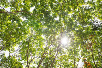 Rubber trees in a plantation, Green rubber tree crowns against blue sky.