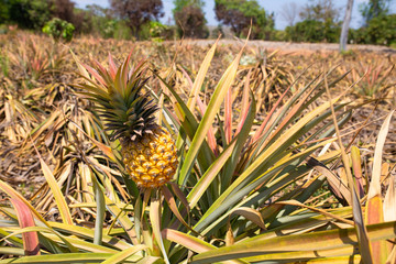 Obraz premium Pineapple tropical fruit growing in garden.