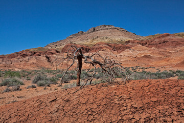 Takyr, a dried-up trace from a past mudflow. Cracked clay soil in the form of shards against the background of colored hills in Kazakhstan.