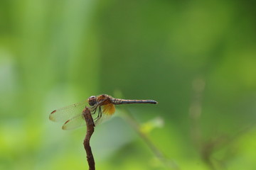 dragonfly on a leaf