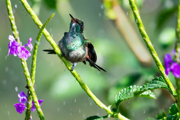 A juvenile Copper-rumped hummigbird bathing in the rain.