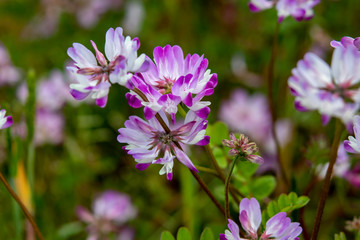 蓮華草