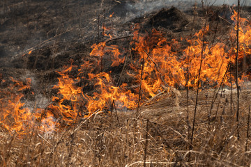 The dry grass in the field burns inflated by a strong wind